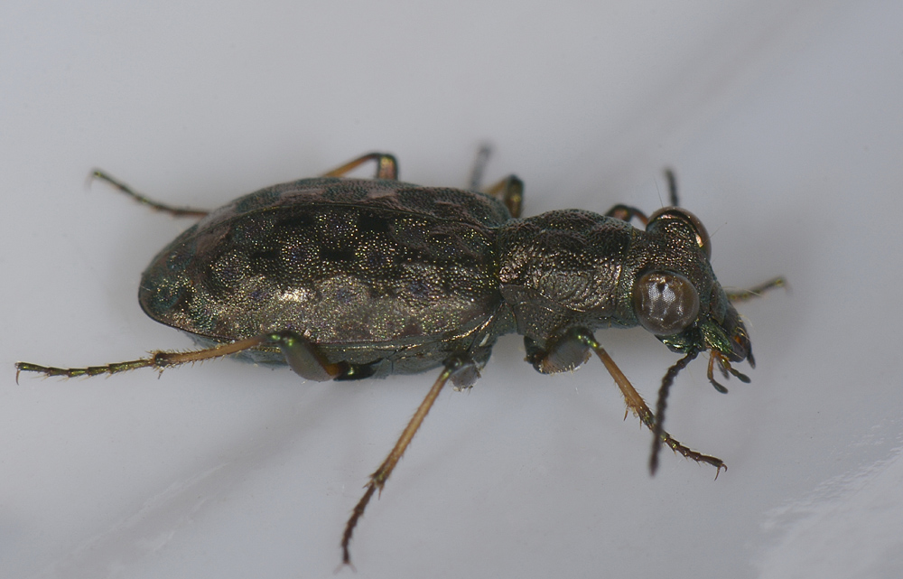 Elaphrus aureus